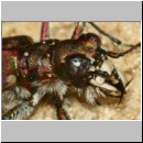 Cicindela hybrida - Duenen-Sandlaufkaefer 19a OS-Engter Sandwand.jpg